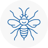 Wimborne Minster Hornet Nest Removals