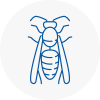 Wimborne Minster Wasp Nest Removal